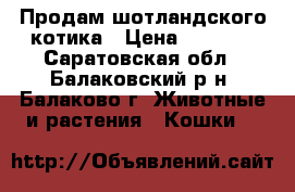 Продам шотландского котика › Цена ­ 2 500 - Саратовская обл., Балаковский р-н, Балаково г. Животные и растения » Кошки   